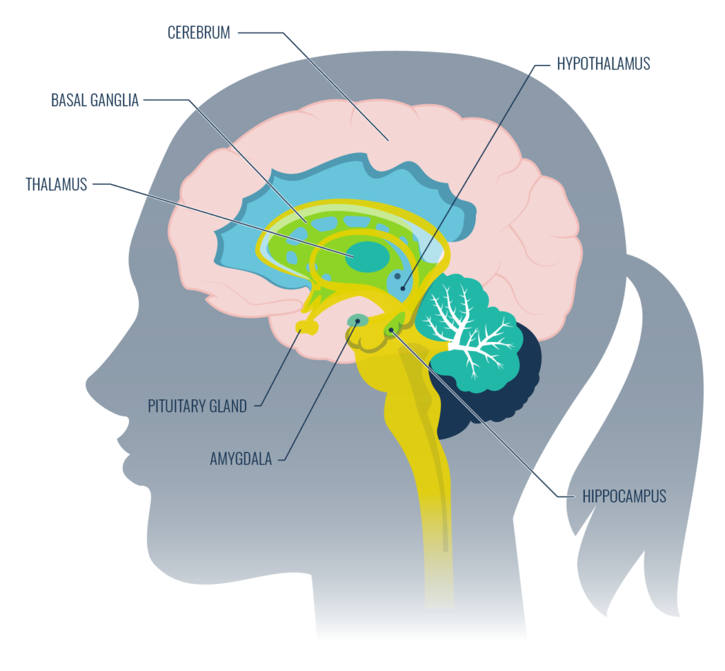 Limbic system diagram