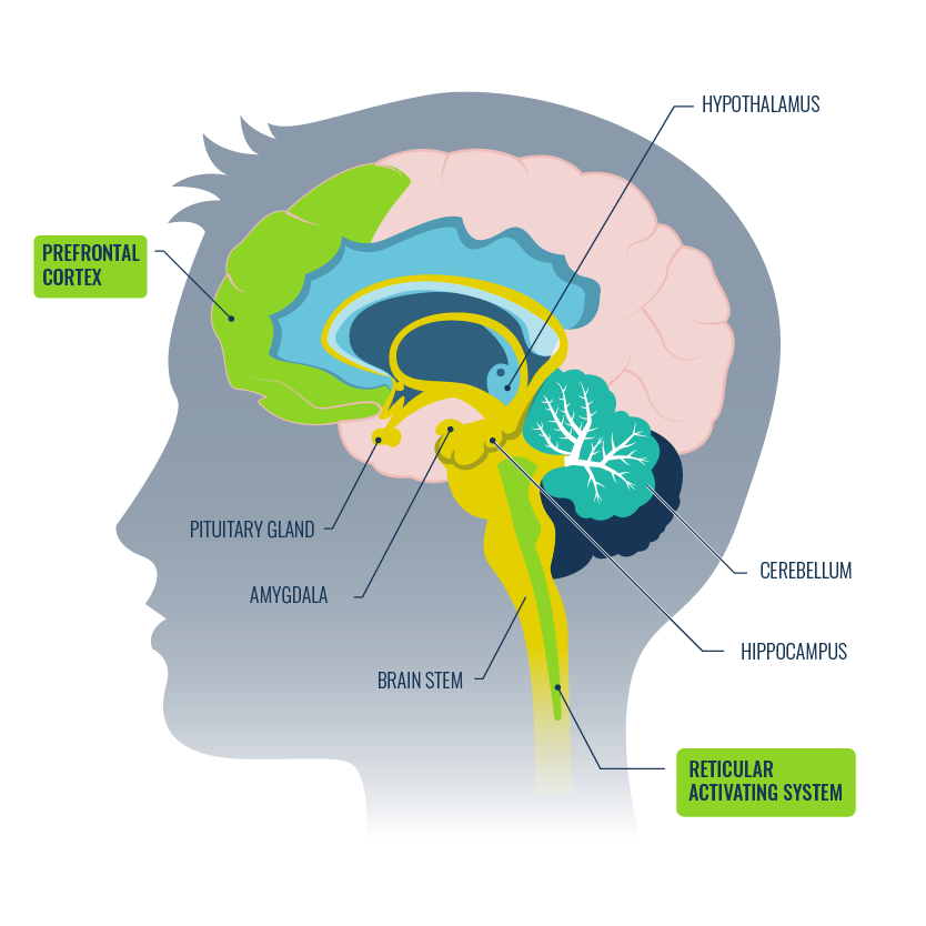 Focus: Prefrontal Cortex, Reticular Activating System